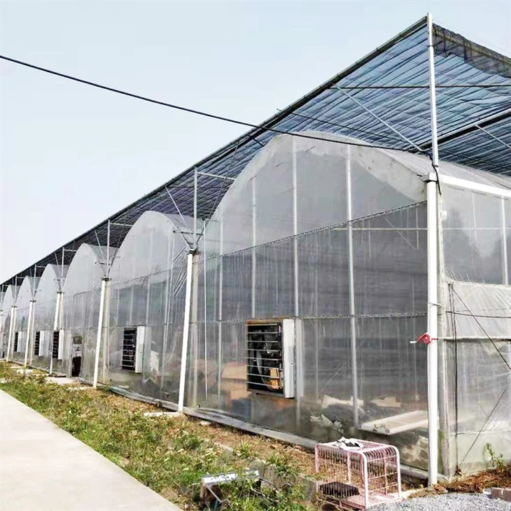 Multispan Agriculture Greenhouse