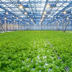 Smart Glass Greenhouse Farming