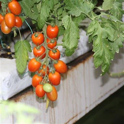 Tomoto Greenhouse
