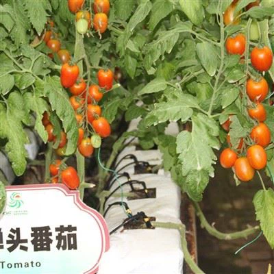 Tomoto Greenhouse