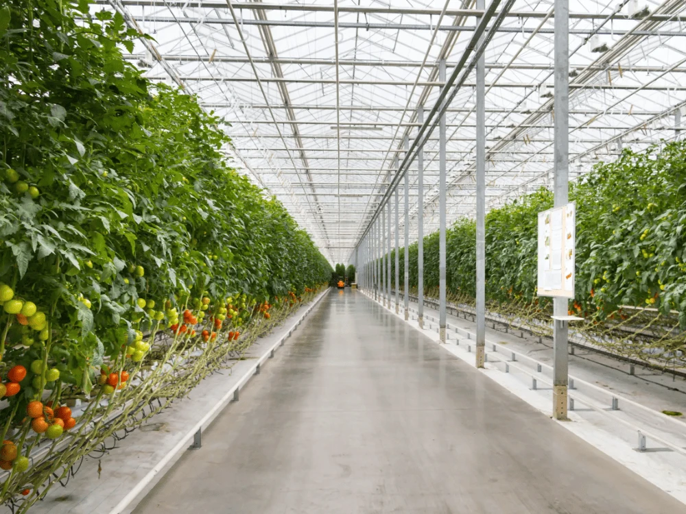 How to Increase The Yield of Tomatoes in The Greenhouse?