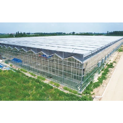 Glass Greenhouse For Agriculture Factory