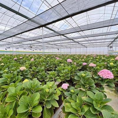 China Large Film Greenhouse