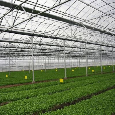 Venlo Polycarbonate Strawberry Greenhouse