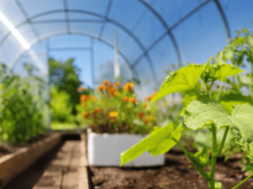 Single Span Tunnel Greenhouse Single Span Tunnel Greenhouse