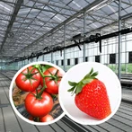 Agricultural Plants Growing Greenhouse
