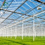 Intelligent Glass Greenhouse For Tomato